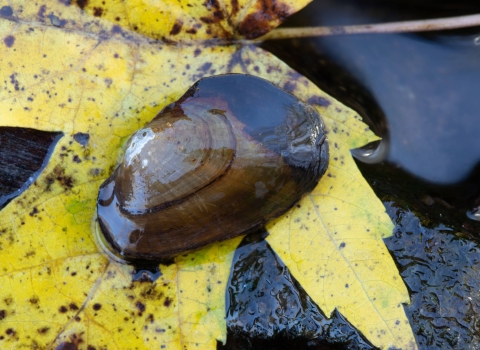 A mussel sits on a yellow maple leaf