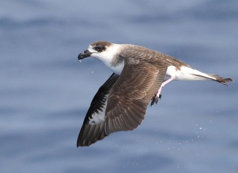 a black and white bird in flight over the ocean