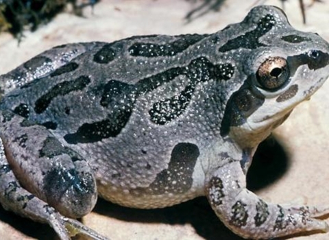 An Illinois Chorus Frog 
