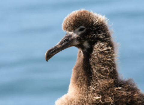 A juvenile Laysan albatross. It is brown and fluffy. 