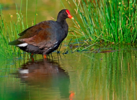 A Hawaiian moorhen stands in the water. Its reflection bounces back at it. It has a bright red crown and brownish black feathers. 