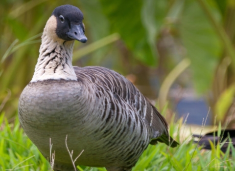 A nēnē stands in the grass. It has a light, tan underbelly and dark brown feathers on its back. Its head is black. Words below it read Hawaiian Goose (nēnē) a path to recovery.