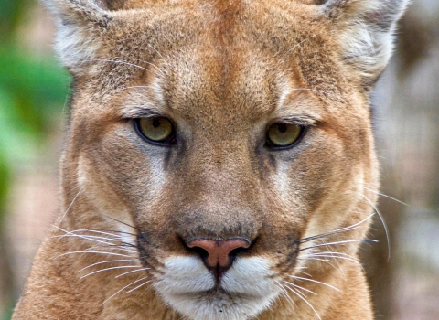 Portrait of a cougar (Puma concolor), courtesy of ucumari photography, CC BY-NC-ND 2.0