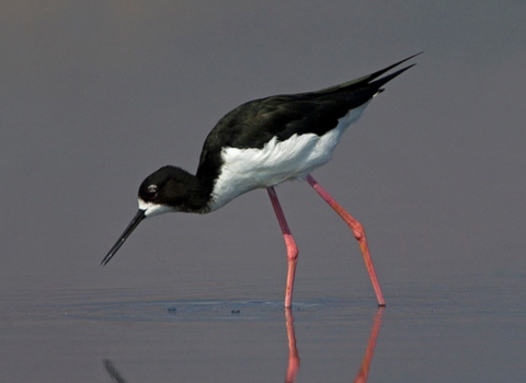 An ae’o wades in shallow water, capturing its reflection. It has a black upper body and white underbelly. It stands on two pink legs.