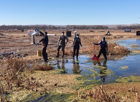 four volunteers standing in a wetland and working