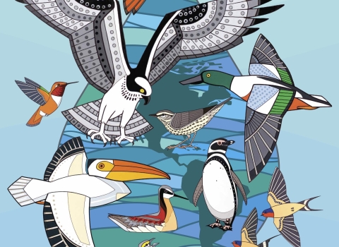 2023 world migratory bird day poster