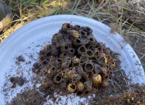A Western bumble bee nest sits on a paper plate