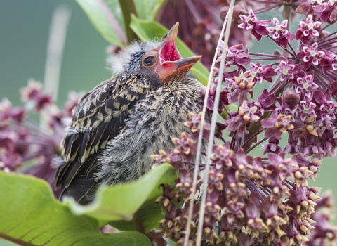 Close up of a side profile of a fledgling red-winged blackbird on a purple flowering milkweed plant.