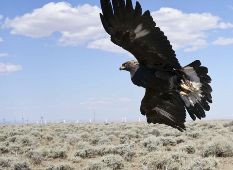 Hatch-year female golden eagle with a wind energy installation in the background