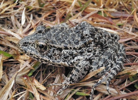 a frog sitting on dry grass