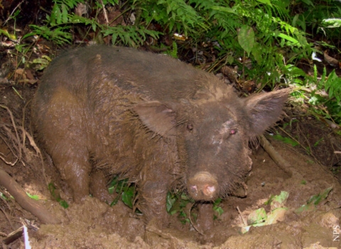 A feral pig sits in the mud