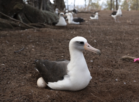 Laysan Albatross colony, a bird sits on a nest with one egg visible 