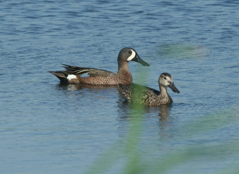 Blue-winged teal pair swimming.