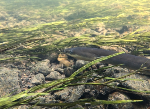 An eel is swimming along against the current over a rocky river bottom. 