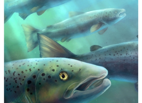 a poster featuring multiple atlantic salmon swimming through the water with one close to the viewer