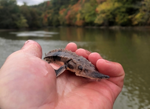 A close up image of a hand holding a young lake sturgeon. In the background is a tree lined river. 