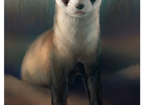 poster of a black-footed ferret coming out of a hole