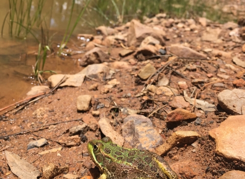 A frog on the edge of a pond with a person standing out-of-focus in the background.