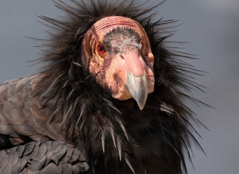 A condor with black feathers and a red head looks at the camera