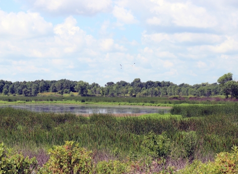 View of freshwater marsh.