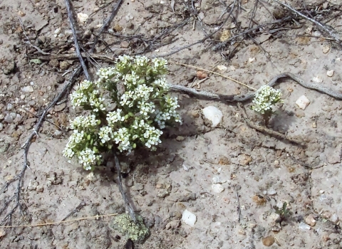 Slickspot peppergrass, a white flowering plant can be seen in the center of the frame. Hardened soil is surrounding the plant.