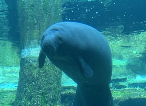 a manatee floating in a tank