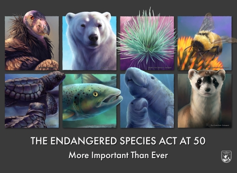 A poster of 8 endangered species portraits, including the black-footed ferret, West Indian manatee, Atlantic salmon, Kemp's ridley turtle, California condor, rusty-patched bumble bee, polar bear and Ka`u silversword. The text at the bottom says "The endangered species act at 50: More important than ever." 