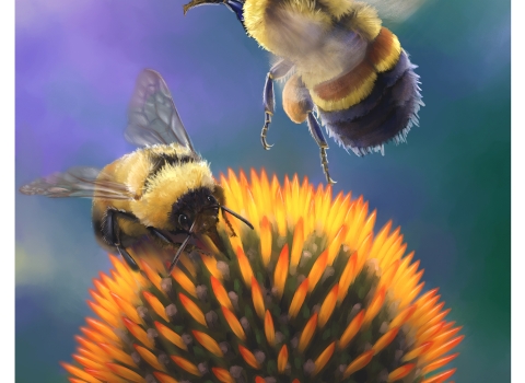 two rusty patched bumble bees hover over a pink and yellow coneflower