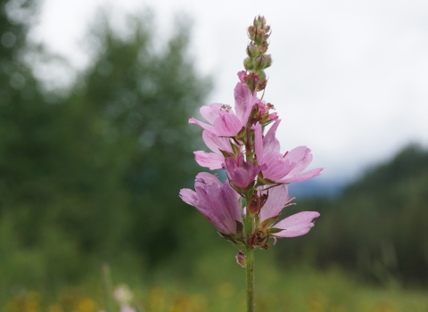 Pink flowers of Wenatchee mountains checker-mallow