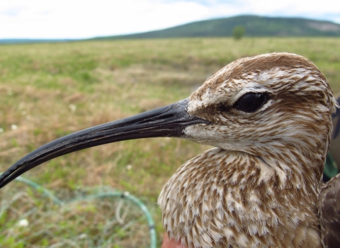 Close up of a Whimbrel depicting it's head, beak and upper body.