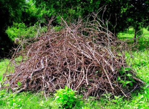Image of brush pile