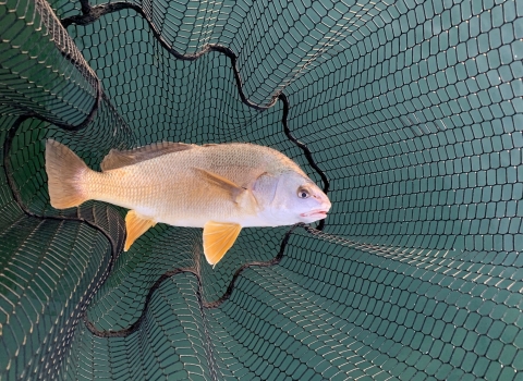 a tan fish with orange fish in a net