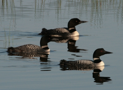 Three common loons float on a pool.