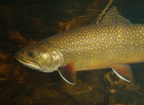 A close up of a brook trout showing its beautiful dots and patterns on its side.