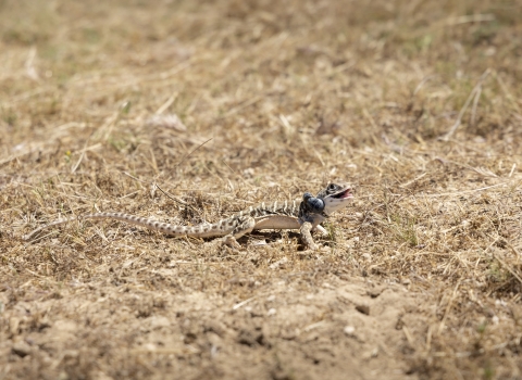 a blunt nosed leopard lizard wearing a radio transmitter collar stands camouflaged in short grass and dirt