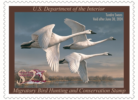 2023-2024 Federal Duck Stamp featuring three tundra swans painted by Joseph Hautman from Minnesota. (c) USFWS