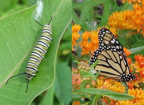 Monarch caterpillar on milkweed leaf and adult monarch butterfly on butterflyweed flower
