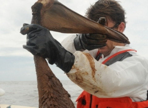 Jeff Phillips wears a life vest and holds up an injured brown pelican covered in oil after the 2010 Deepwater Horizon Oil Spill. 