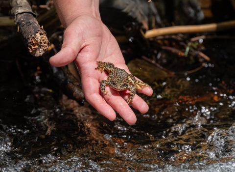 a tan and black speckled frog jumps from a biologist's hand into a bubbling creek