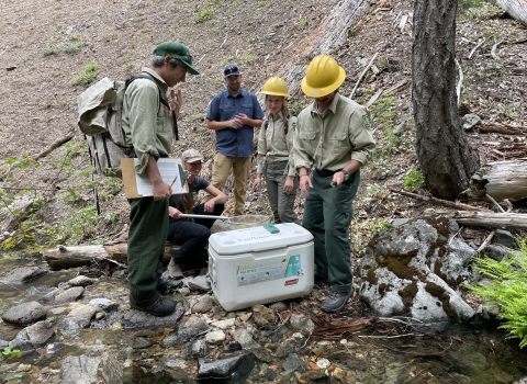 a group of five people stand around a cooler holding frogs next to a stream. One person is holding a frog that will be released into the creek. 
