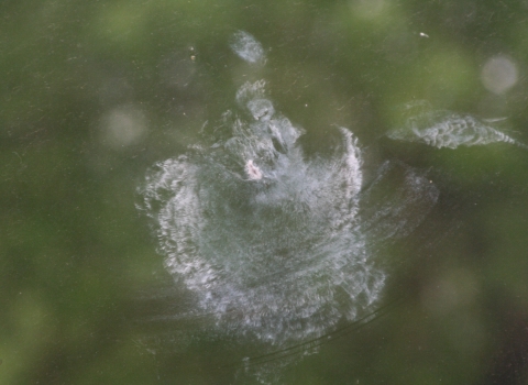 White smudge in the shape of a bird seen on a window