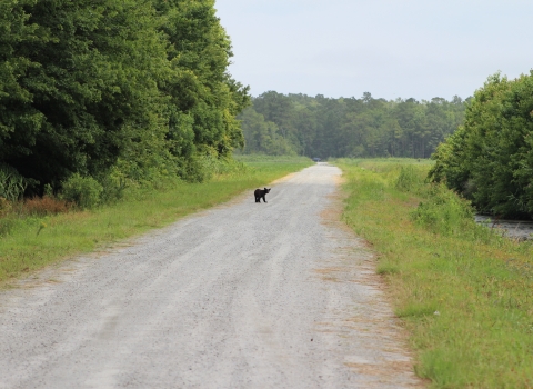 A small black bear walks across a road cutting through forest.