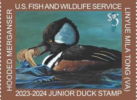 2023-2024 Junior Duck Stamp featuring a hooded merganser painted by Mila Linyue Tong from Virginia. (c) USFWS 