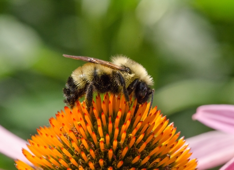 A side profile of a yellow and black fuzzy bumblebee perched on top of the orange spiked flowerhead with the pink petals of the purple cone flower and blurred green vegetation in the background