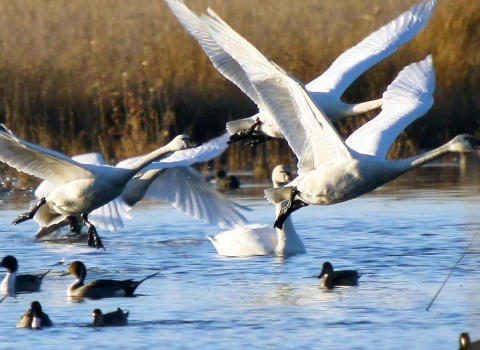 Front cover of a brochure reading "US Fish and Wildlife Service Mackay Island National Wildlife Refuge" and an image of swans and ducks taking off from a marsh.