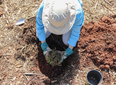 Person kneeling down putting a plant in the hole in the ground