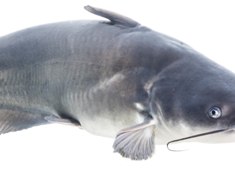 Underwater picture of an invasive fish