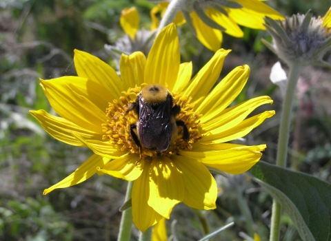 Close up of a yellow flower with a bee in the middle