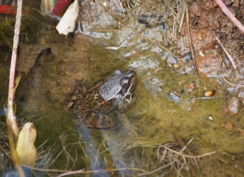 a california red-legged frog is partially submerged in a brown and green pond