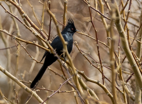 a black bird sitting on a branch surrounded by other brances